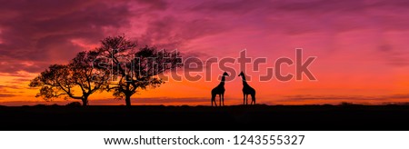 Amazing sunset and sunrise.Panorama silhouette tree in africa with sunset.Tree silhouetted against a setting sun.Dark tree on open field dramatic sunrise.Safari theme.Giraffes African. Royalty-Free Stock Photo #1243555327