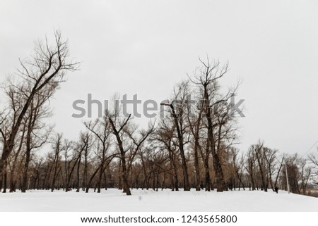 winter forest with trees covered with snow