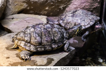 Cumberland slider turtle on a stone in closeup with another turtle in the background, a tropical pet from america