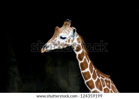 giraffe display in natural habitat,Giraffa camelopardalis