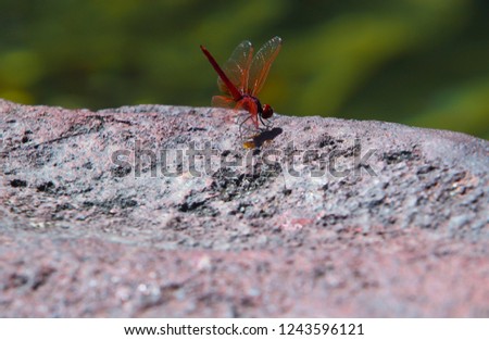 Red dragonfly rises on the rock