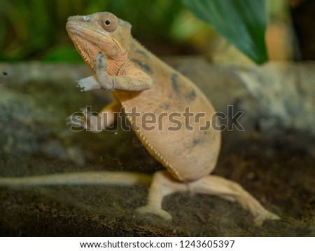 Pet chameleon climbing in terrarium