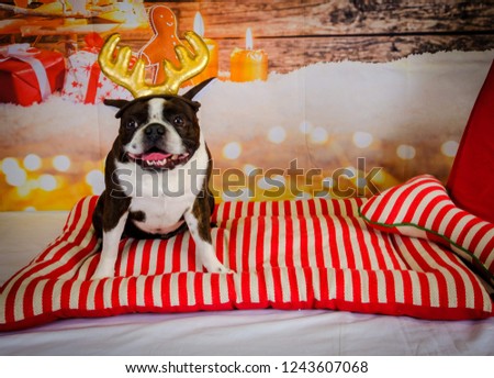 Small Cute Dog having Christmas PhotoShoot 