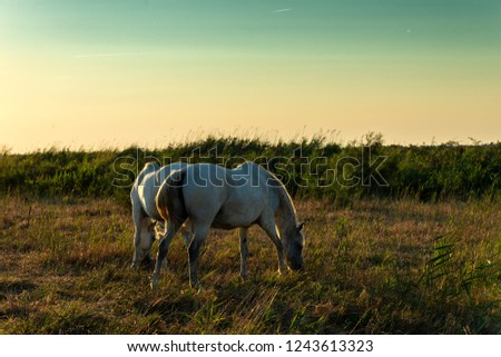 The famous White Horses of the Camargue in the early morning sun