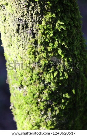 Close up front view of part of a tree trunk covered by green moss. Abstract natural image of bark with vegetal textured surface.  