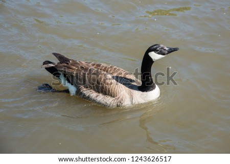 Canadian goose swimming in the west branch of the DuPage River at the riverwalk in Naperville, Illinois