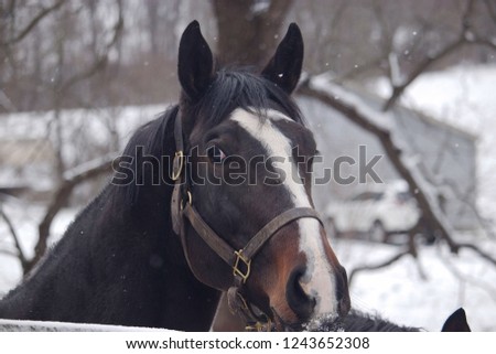 Close up of a beautiful bay horse with a white blaze in a light snow with a snow covered nose.