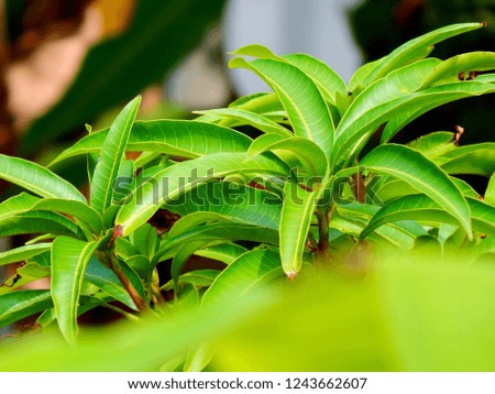 Mango leaf 
