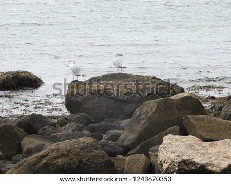 Seagulls by the shore with the ocean in the background