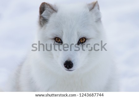 Arctic fox on snow background