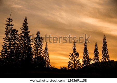 Silhouette Christmas trees on sunset time with sunset sky background