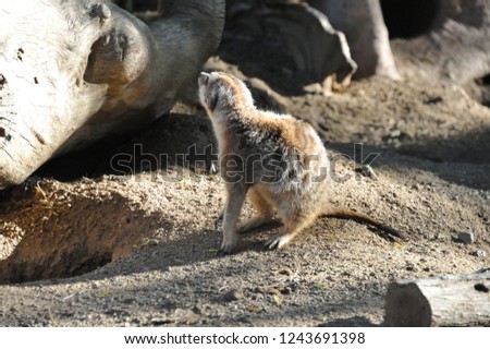 meerkat looking around
