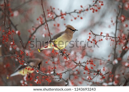 Cedar waxwing bird in a berry tree