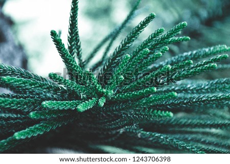 A branches of green pine leaves.
Christmas fir tree branches Background. 
Christmas pine tree wallpaper. 
Copy space.