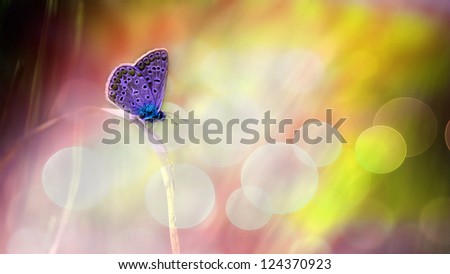 Beautiful butterfly dream picture