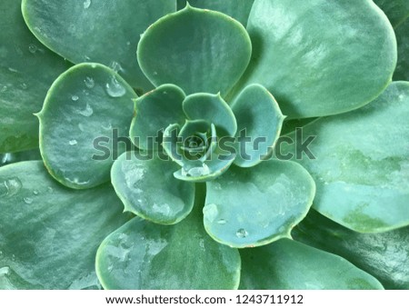 Center of Succulent with dews.