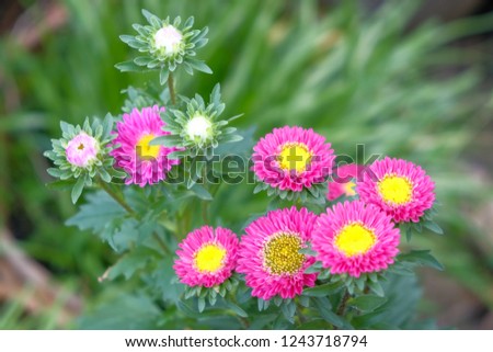 Pink flowers on a natural green background. soft green background, macro. Spring template, elegant amazing artistic image, free space.