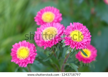 Pink flowers on a natural green background. soft green background, macro. Spring template, elegant amazing artistic image, free space.
