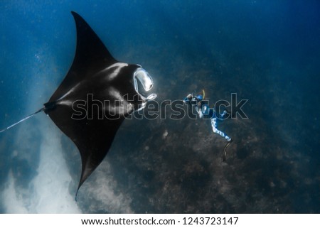 Giant manta ray with amazing tribal markings is photographed from underneath by photographerin colorful wetsuitin clear water