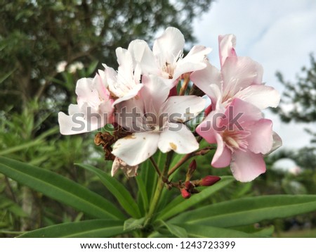 White flower pink
