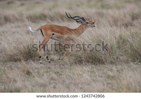 one Thomson Gazelle 