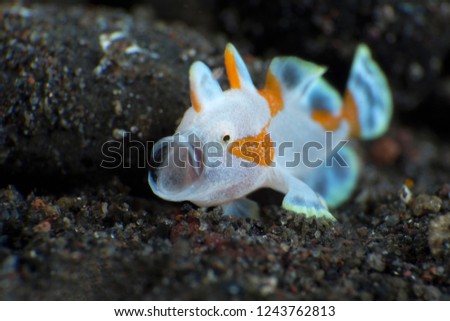 Amazing underwater world - Warty frogfish (Clown frogfish) - Antennarius maculatus. Tulamben, Bali, Indonesia. 