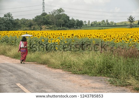 Woman hold Umbrella and take a photo with camera  in Big field of the blossoming sunflowers 