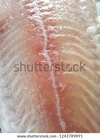 Pangasius fish slide 