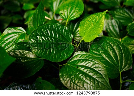 Nature concept background. Green leaves of piperaceae green herbs.