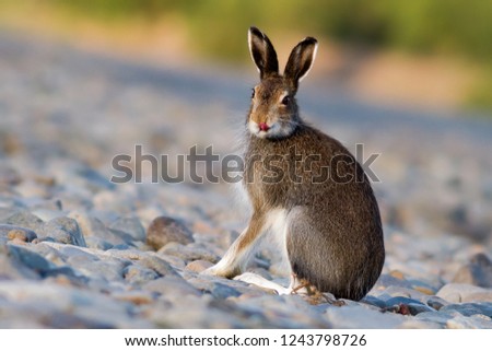 Hare (Lepus timidus) shows tongue. The photo was taken in the Arctic during the polar day in the wild. Wildlife of Chukotka, Siberia, Russia. Chukotka animals. Royalty-Free Stock Photo #1243798726