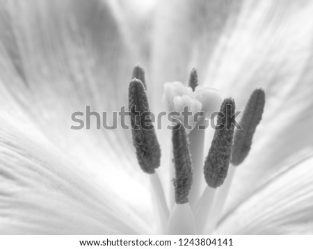 Macro shot of a tulip in high key