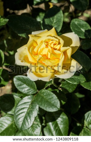 Garden Rose (Rosa hybrida) in park, Moscow region, Russia