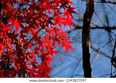 Autumn season leaf in Japan