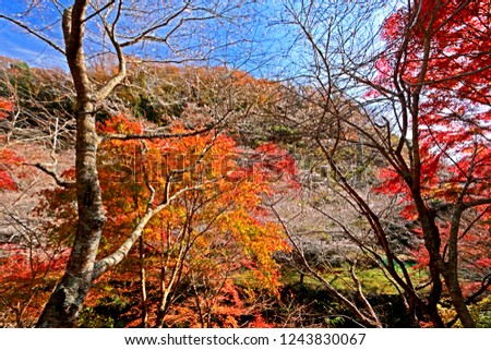 Autumn season leaf in Japan
