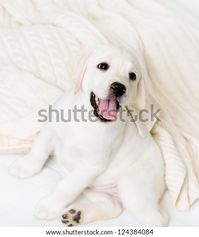 Close up of happy Labrador puppy sitting on the white leather sofa