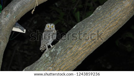 Owl sitting on the tree