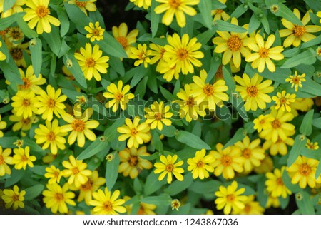 Field Daisy flower or singapore daisy a yellow of gold color blooming for nature wallpaper background