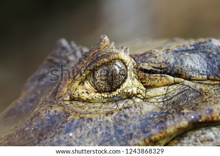 Close up of eye crocodile.