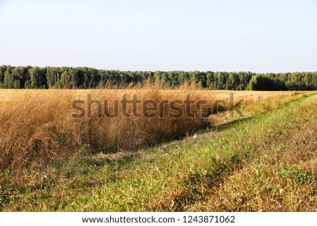 Golden field with harvest and forest background in an autumn day