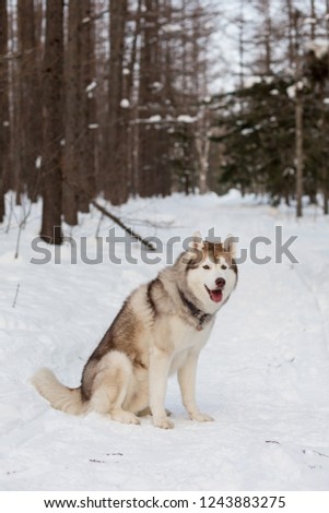 Portrait of free and beautiful Husky dog sitting in the winter forest. Portrait of prideful Beige and White Dog breed Siberian husky is on the snow