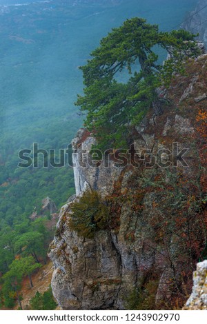 High steep cliffs, spruce on a mountain vertical landscape