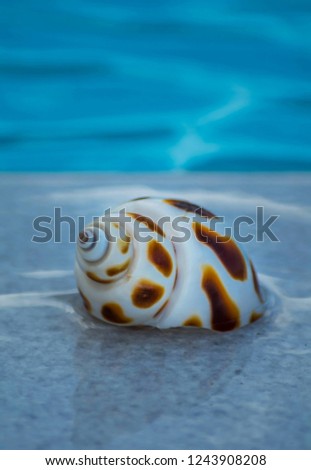 Seashells at resort swimming pool edge in Greece.  Brown polka dots seashell at the pool edge in Crete. Close up Seashell picture with blue background.