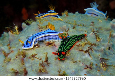Group of the colorful underwater nudibranch on the coral reef. Underwater photography of different nudibranchs. Night scuba diving with tropical marine animals. Royalty-Free Stock Photo #1243927960