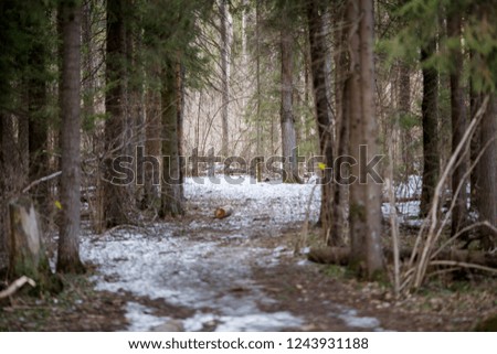 Image of trees and trail with a little bit of snow in forest