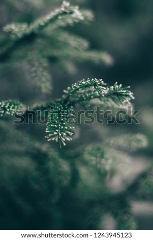 Christmas tree branches in hoarfrost with a blurred background.