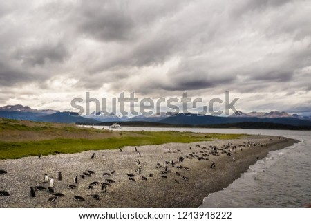Island of Penguins in the Beagle Channel, Ushuaia, Argentina, Patagonia