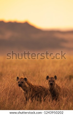 Hyena in the bush