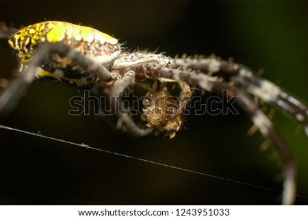 the process of eating food on spiders. It wraps with the web, grab, and eat.