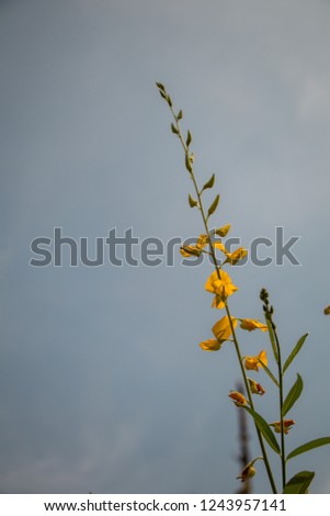 Close up Crotalaria juncea or sunn hemp flower.A yellow flower in the garden.