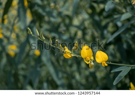 Close up Crotalaria juncea or sunn hemp flower.A yellow flower in the garden.